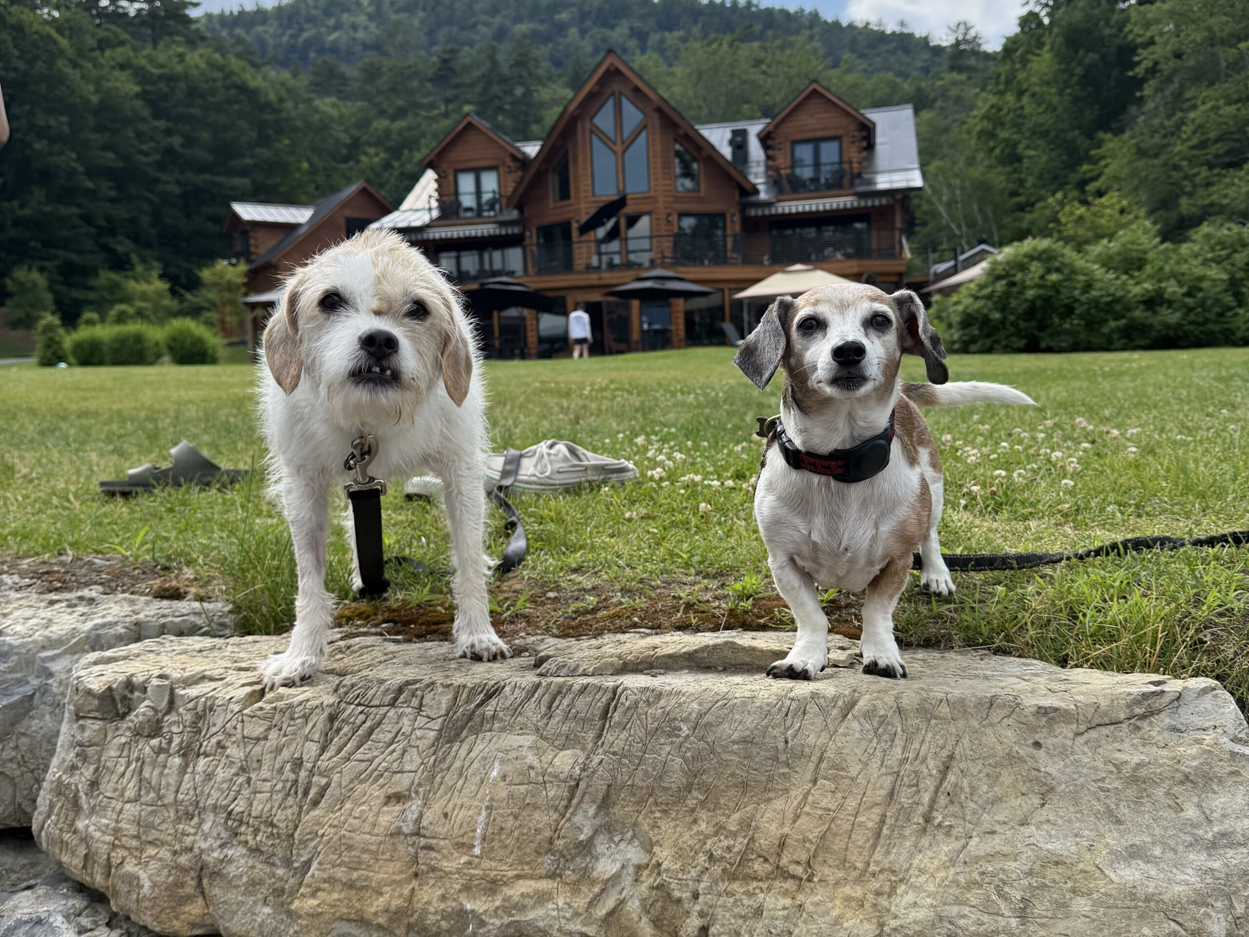 Two pups in front of a log cabin style house in the mountains